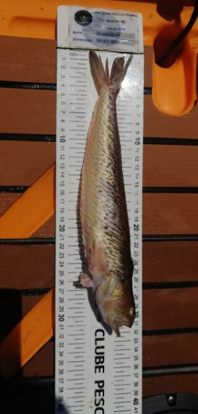 Fish Measure Picture