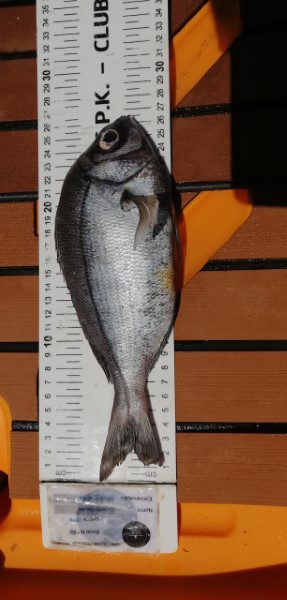 Fish Measure Picture