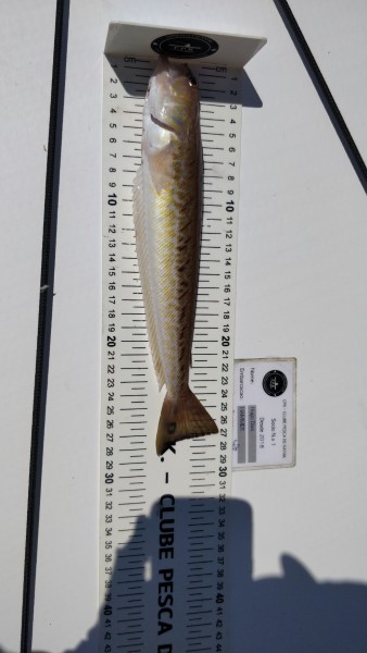 Fish Measure Picture