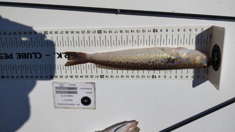 Fish Measure Picture