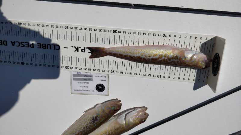Fish Measure Picture