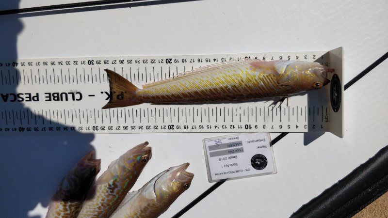 Fish Measure Picture