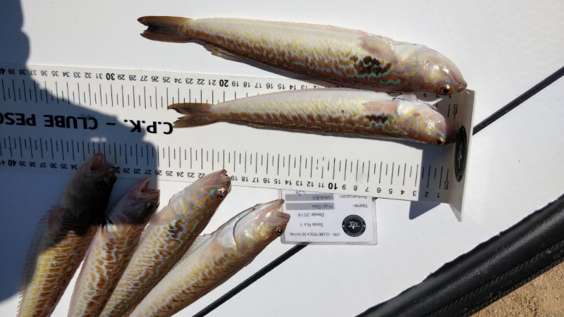 Fish Measure Picture