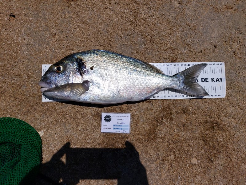 Fish Measure Picture