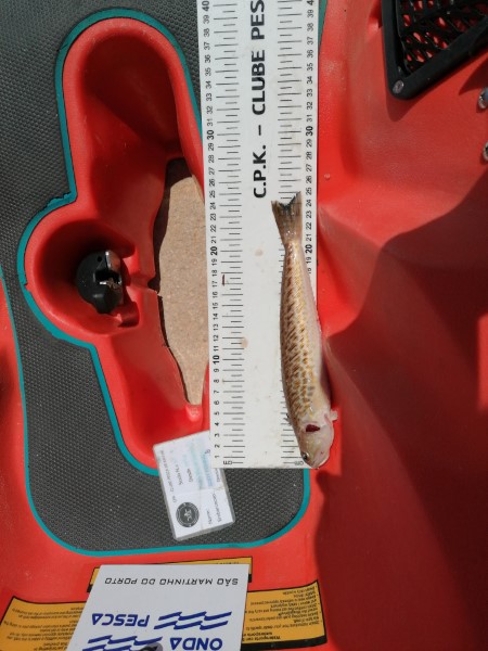 Fish Measure Picture