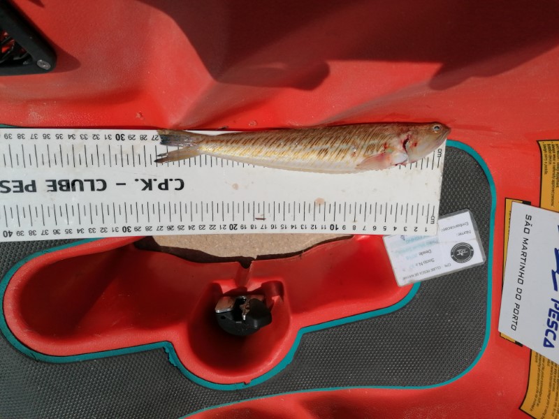Fish Measure Picture