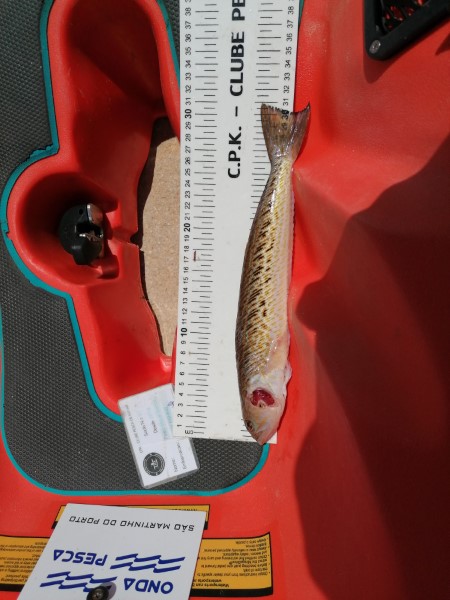Fish Measure Picture