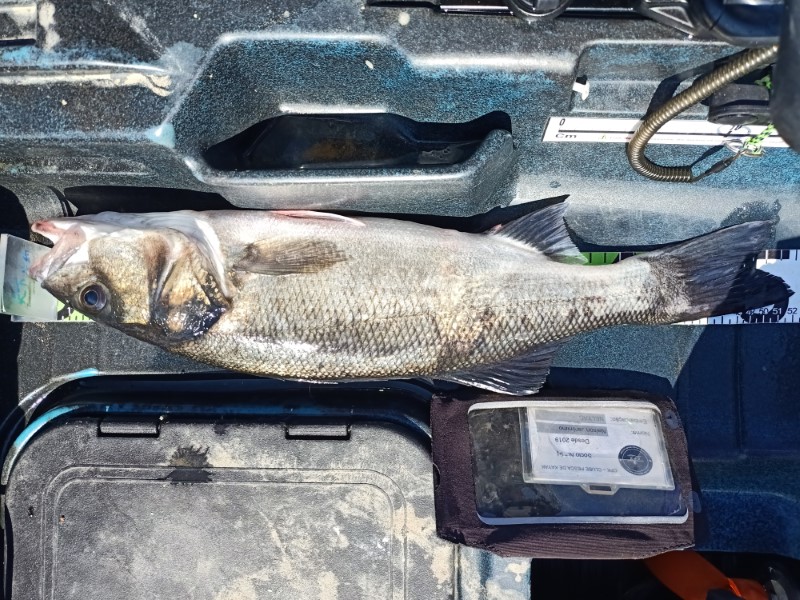 Fish Measure Picture