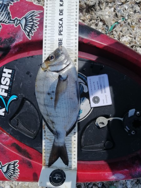 Fish Measure Picture