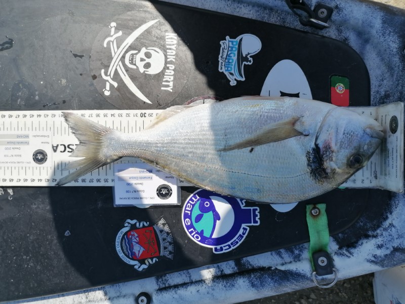Fish Measure Picture