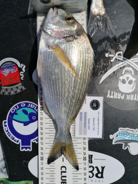 Fish Measure Picture