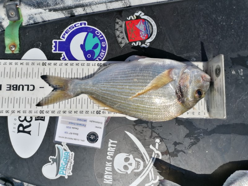 Fish Measure Picture