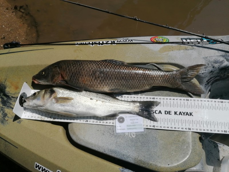Fish Measure Picture