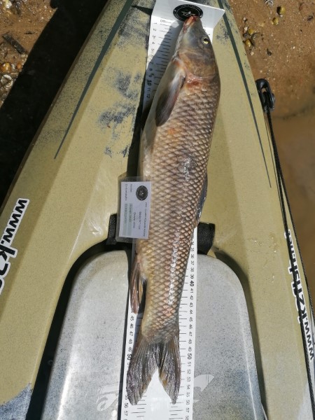Fish Measure Picture