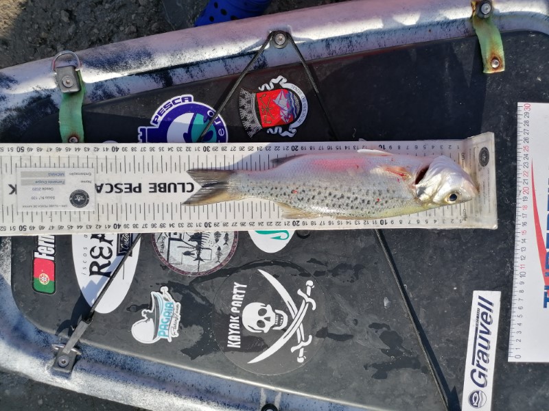 Fish Measure Picture