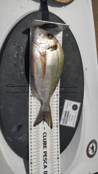 Fish Measure Picture