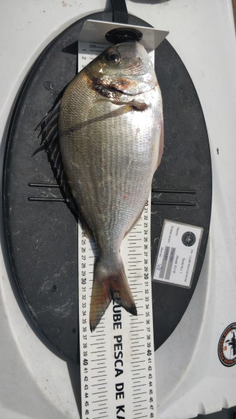 Fish Measure Picture