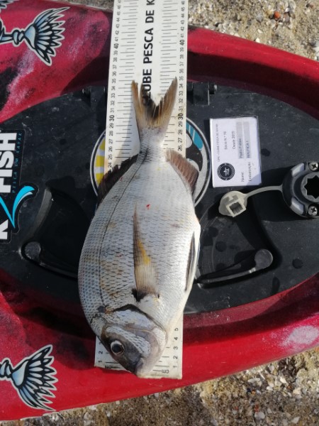Fish Measure Picture