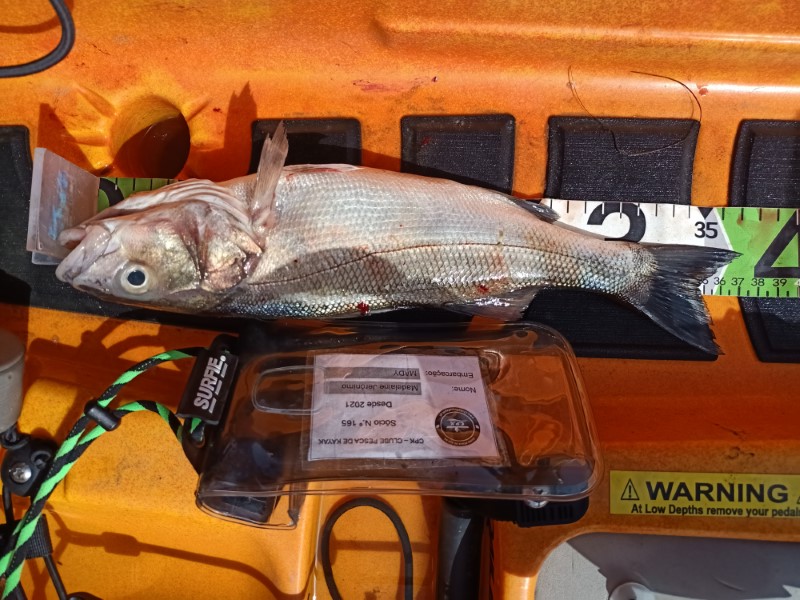 Fish Measure Picture