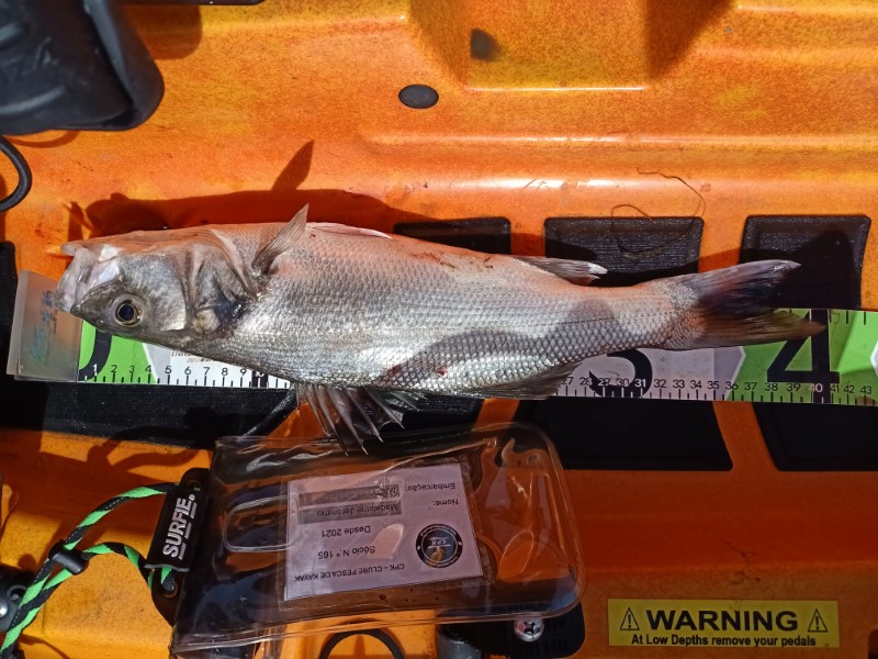 Fish Measure Picture