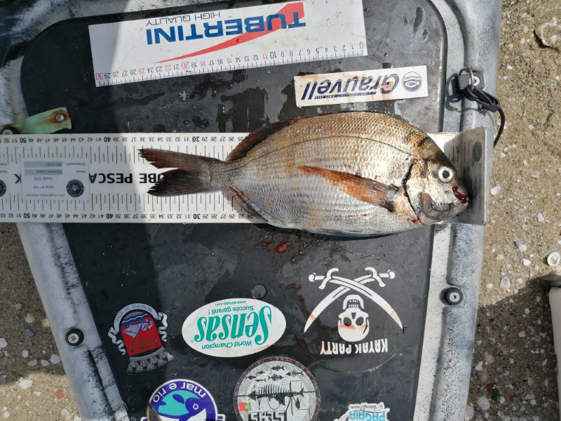 Fish Measure Picture