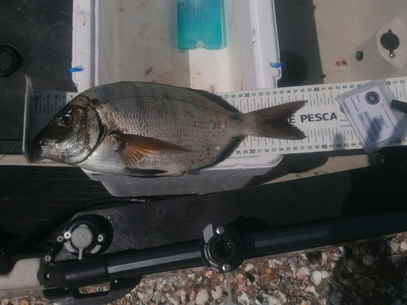 Fish Measure Picture
