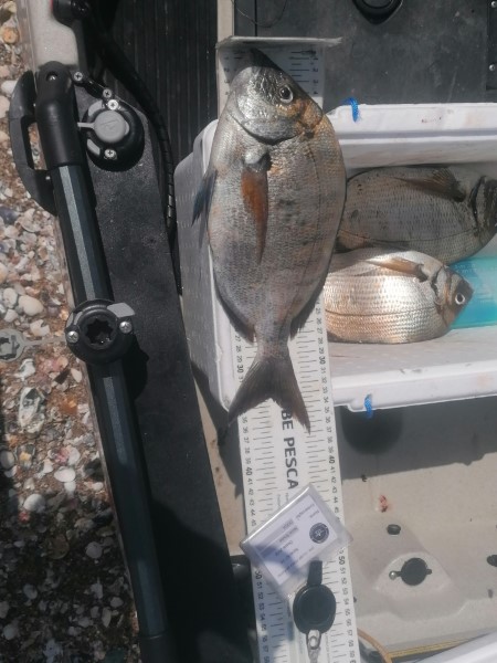 Fish Measure Picture