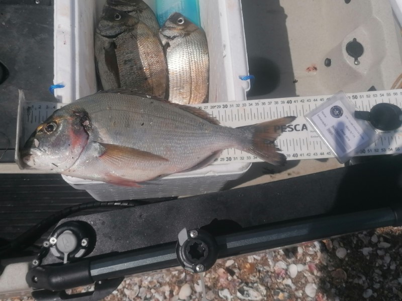 Fish Measure Picture