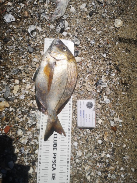 Fish Measure Picture
