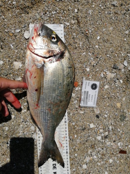 Fish Measure Picture