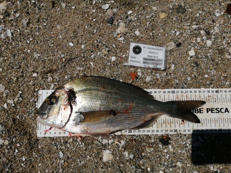 Fish Measure Picture