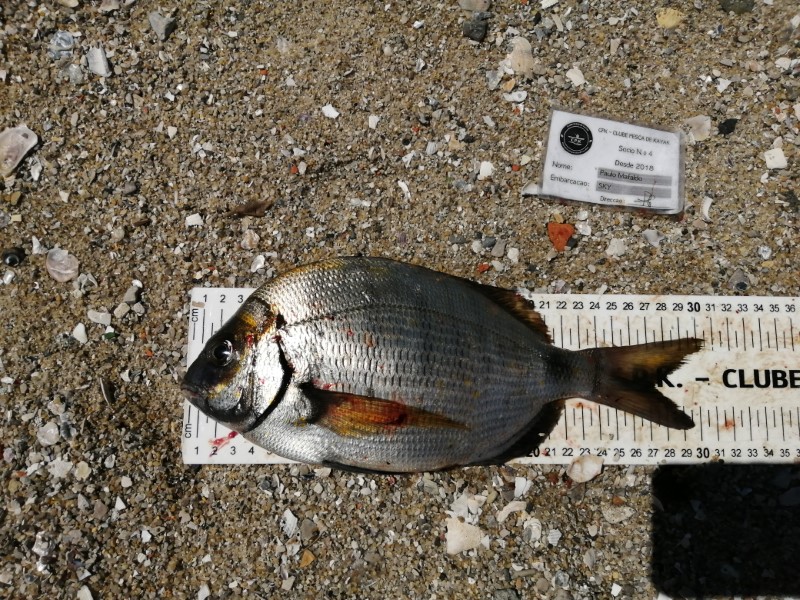 Fish Measure Picture