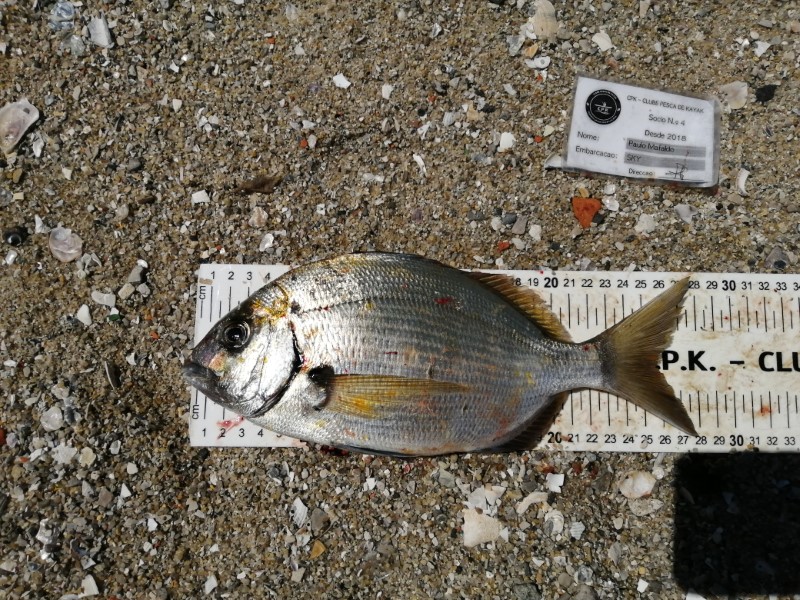 Fish Measure Picture