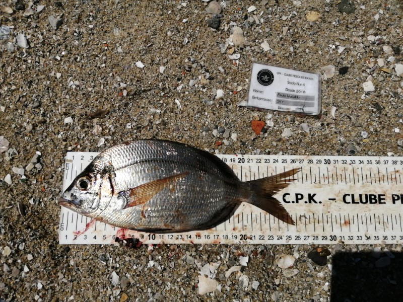 Fish Measure Picture
