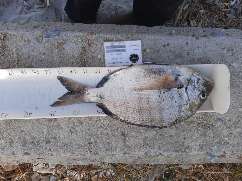 Fish Measure Picture
