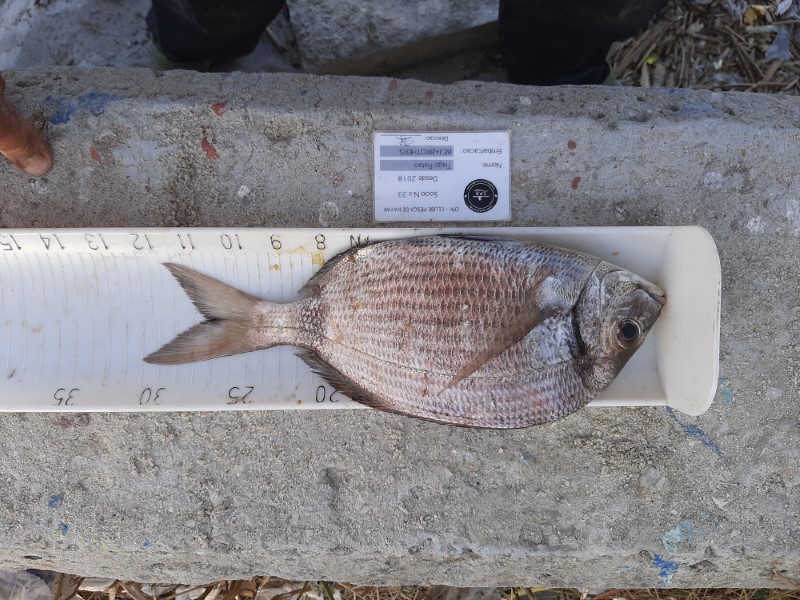 Fish Measure Picture