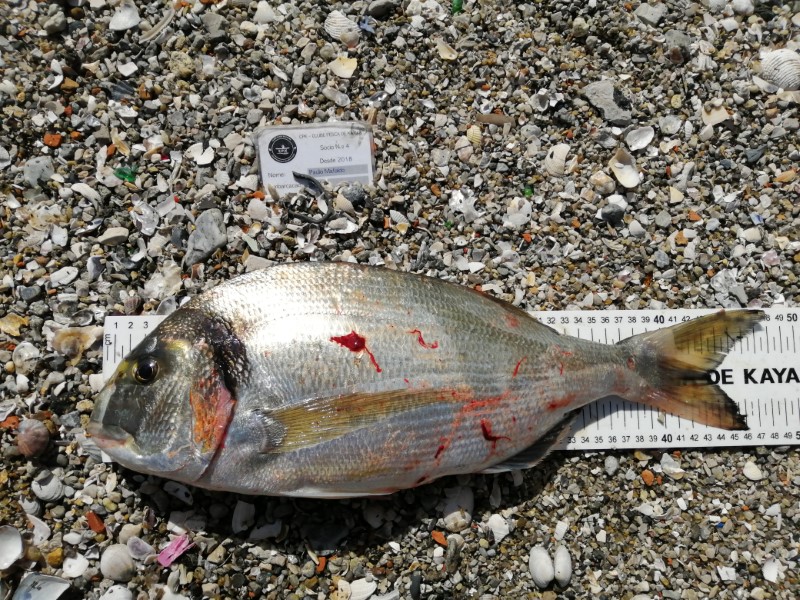 Fish Measure Picture