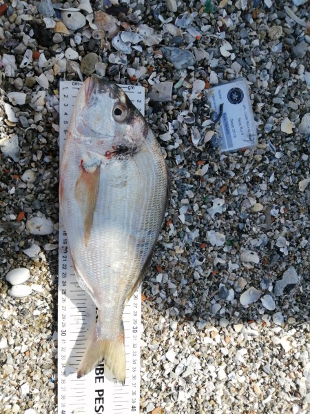 Fish Measure Picture