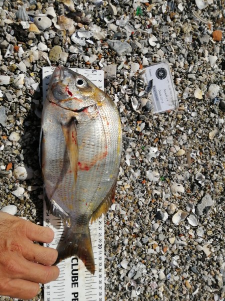 Fish Measure Picture