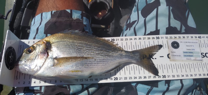 Fish Measure Picture