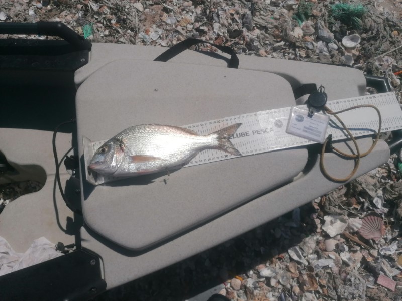 Fish Measure Picture