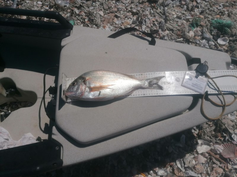 Fish Measure Picture
