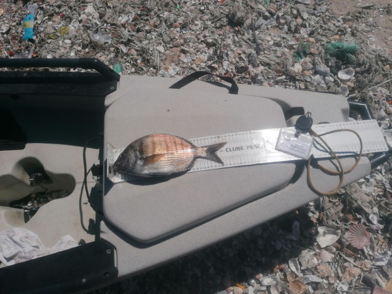 Fish Measure Picture