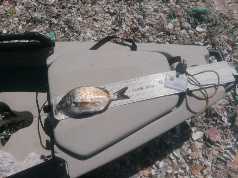 Fish Measure Picture