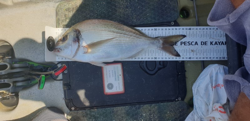 Fish Measure Picture