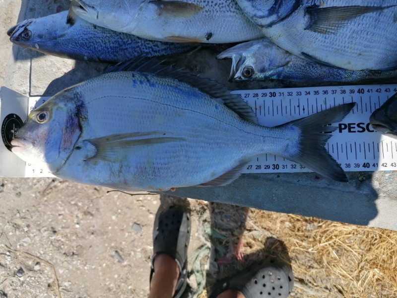 Fish Measure Picture