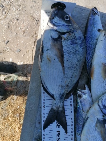 Fish Measure Picture