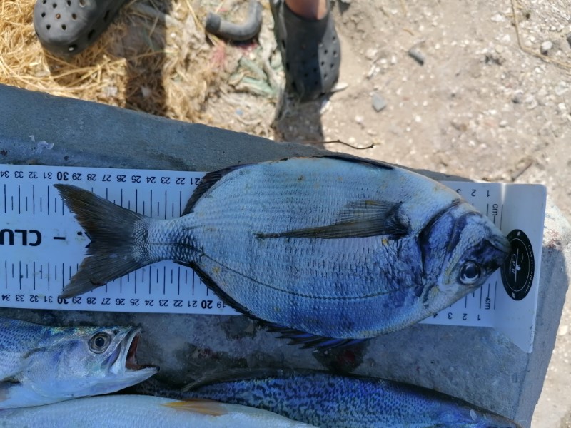 Fish Measure Picture