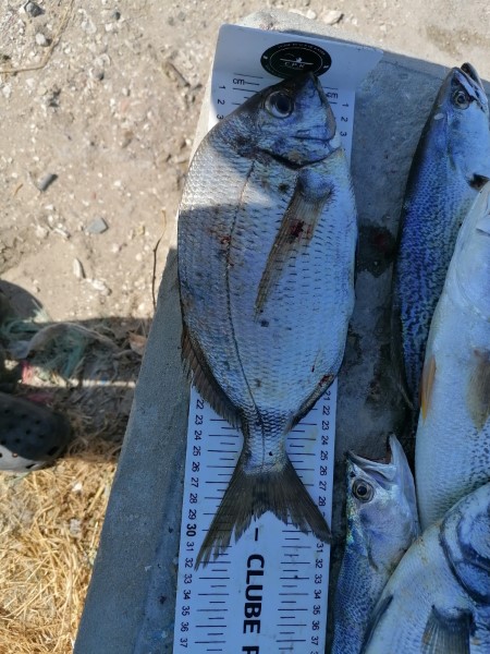 Fish Measure Picture