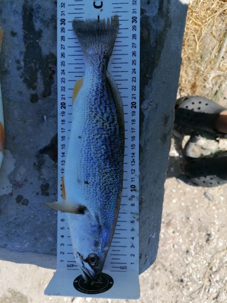 Fish Measure Picture